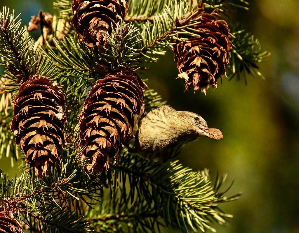 Douglas fir and Pine Siskins. Lots of Pine Siskins around this year. A perfect example of why we should plant native trees and shrubs sisland deborah- New Book 'Song of the Sparrow' vig is licensed under CC BY-SA 2.0.